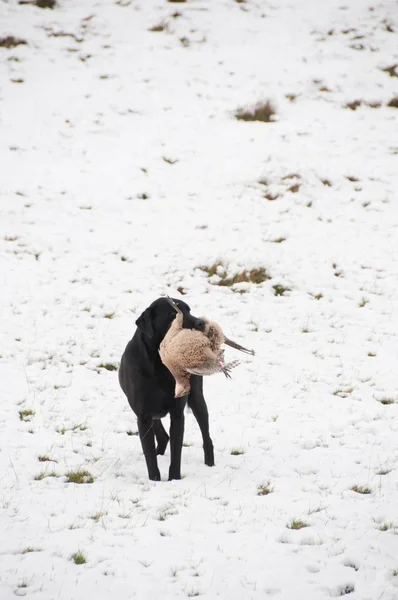 Labrador Noir Récupérateur Portant Proie Dans Bouche — Photo