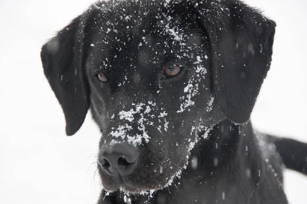 雪に覆われたフィールドの黒ラブラドル レトリーバー犬の正面図 — ストック写真