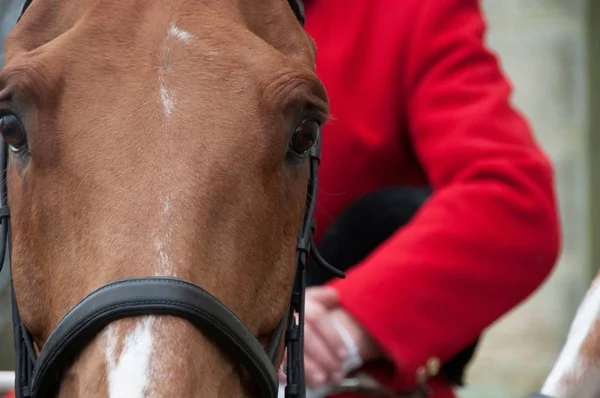 Close View Horse Head Jockey Background — Stock Photo, Image