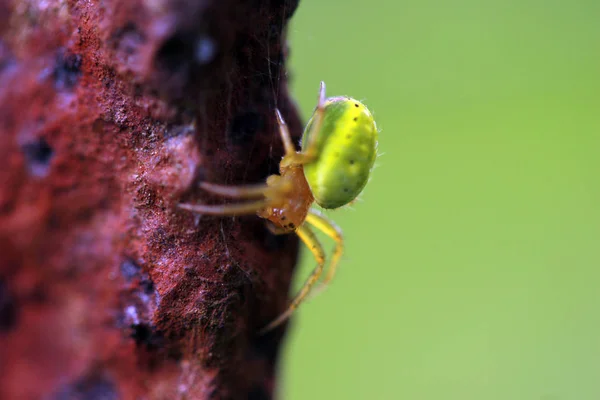 Yeşil Arka Planı Yeşil Örümcek Görünümünü Kapat — Stok fotoğraf
