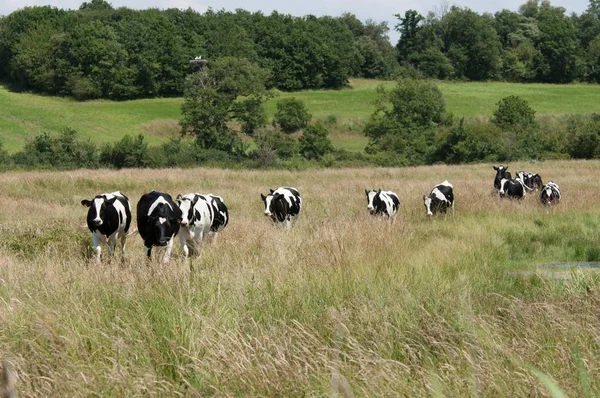 Distant View Cows Grazing Dense Grass — Stock Photo, Image