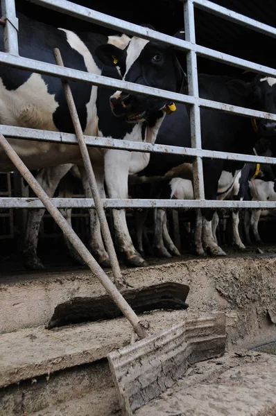 Tiefblick Auf Gefleckte Kühe Melkstand — Stockfoto