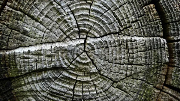 Поперечное Сечение Пня Дерева — стоковое фото