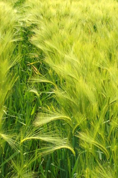 Крупный План Молодой Зеленой Пшеницы Сельскохозяйственном Поле — стоковое фото