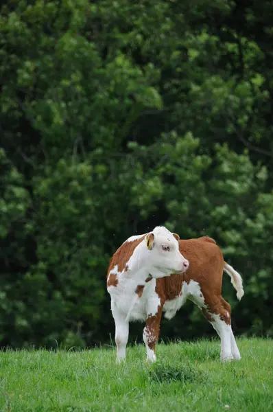 Side View Cow Pasture Green Grass — Stock Photo, Image