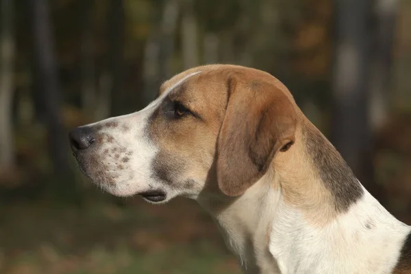 Widok Boku Psa Beagle Suchej Trawy — Zdjęcie stockowe