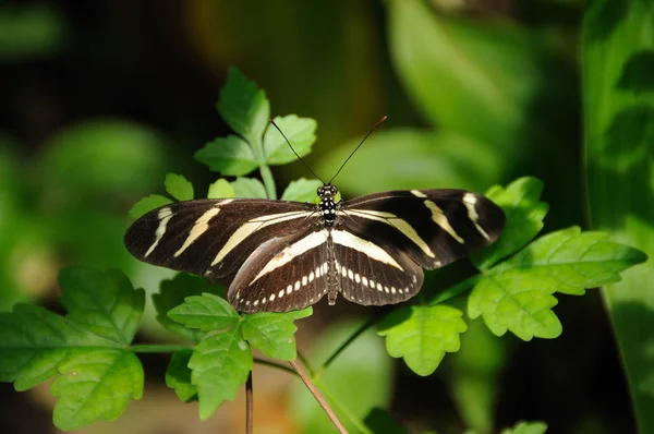 Close View Decorative Butterfly Green Leaf — Stock Photo, Image