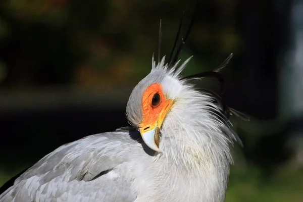 Koyu Arka Plan Bulanık Petsupplies Kuş — Stok fotoğraf