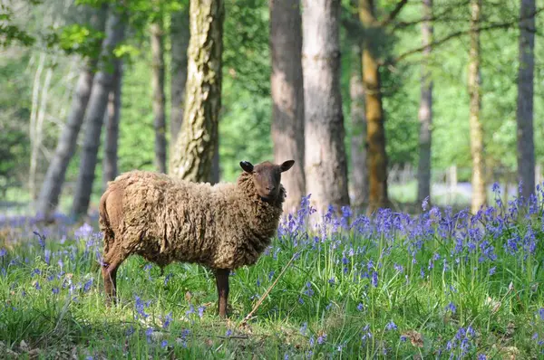 Distant View Sheep Forest Flowering Plants Trees — Stock Photo, Image