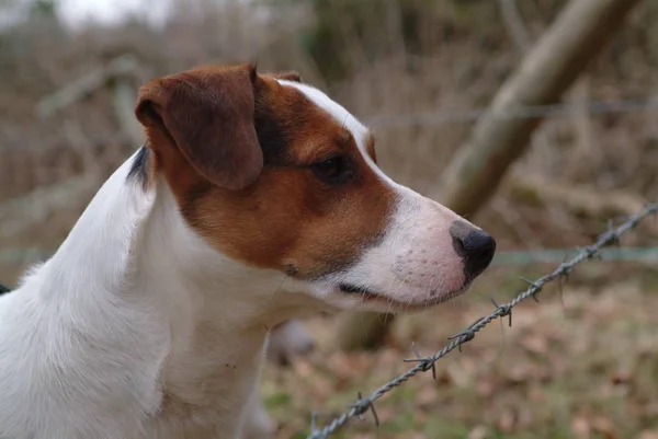 Widok Boczny Smooth Fox Terrier Pies Zewnątrz — Zdjęcie stockowe