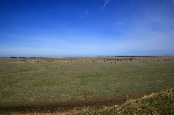 Vue Panoramique Vert Déposée Contre Ciel Bleu — Photo