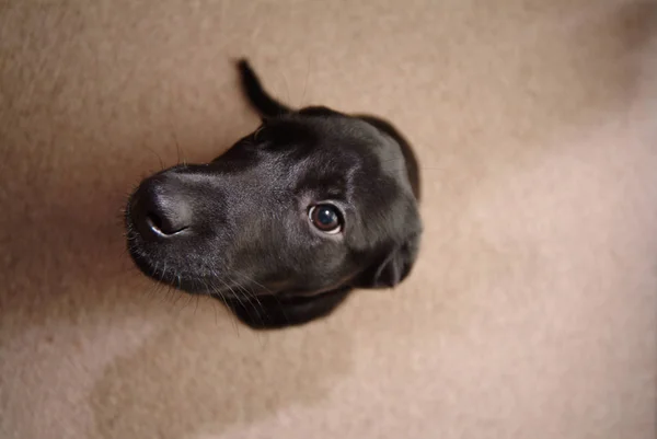 Μεγάλη Γωνία Άποψη Της Μαύρο Labrador Retriever Μπεζ Πάτωμα — Φωτογραφία Αρχείου