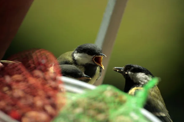 Vergrote Weergave Van Tomtits Tegen Onscherpe Achtergrond — Stockfoto