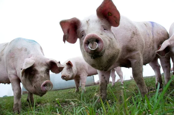 Low Angle View Pigs Green Grass Farmyard — Stock Photo, Image