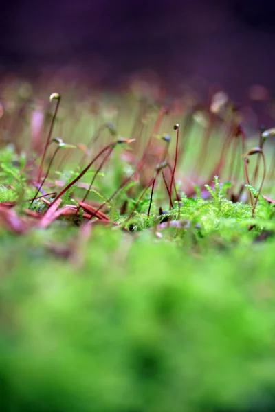 绿色湿苔藓芽的宏观视野 — 图库照片