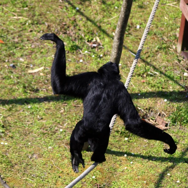 Vue Grand Angle Gibbon Siamang Noir Sur Corde Dans Zoo — Photo
