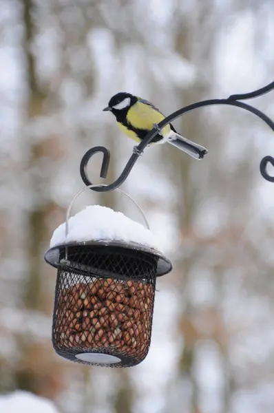 Pájaro Comedero Aves Nieve — Foto de Stock