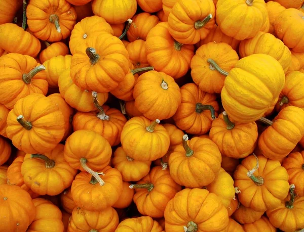 Vue Grand Angle Des Citrouilles Orange Fraîches — Photo