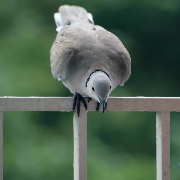 Close View Turtledove Metal Railing — Stock Photo, Image