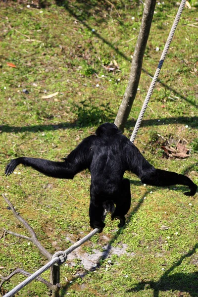 Visão Alto Ângulo Gibão Siamang Preto Corda Zoológico — Fotografia de Stock