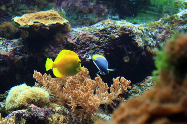 Προβολή Μεγέθυνση Από Τροπικό Ενυδρείο Ψάρια Και Κοράλλια Στον Πυθμένα — Φωτογραφία Αρχείου