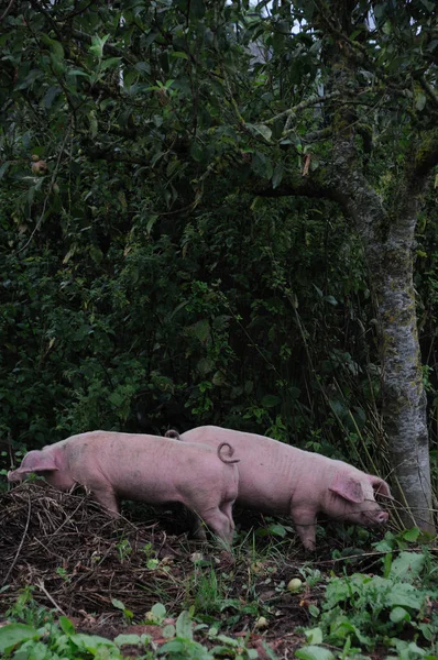 Dos Cerdos Parados Suelo Entre Árboles — Foto de Stock
