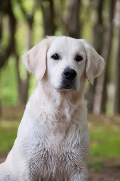 Framifrån Golden Retriever Utomhus — Stockfoto