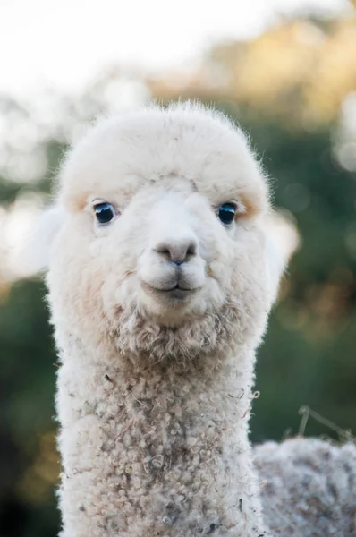 Vooraanzicht Van Pluizig Lama Hoofd Buitenshuis — Stockfoto