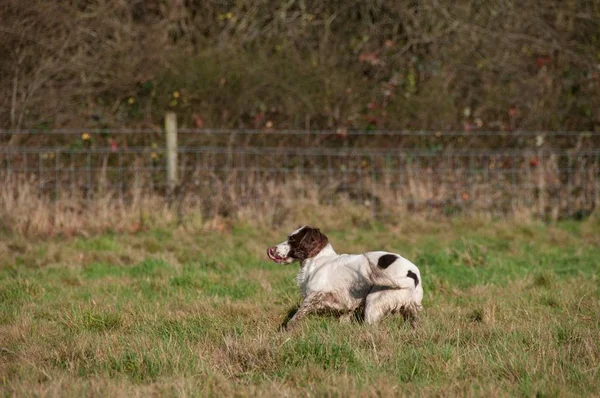 Side View English Springer Spaniel Green Grass Fence — Stock Photo, Image