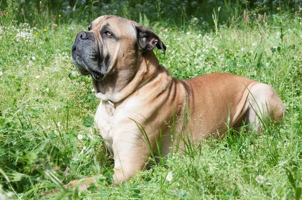 Seitenansicht Von Bulldogge Auf Grünem Gras — Stockfoto
