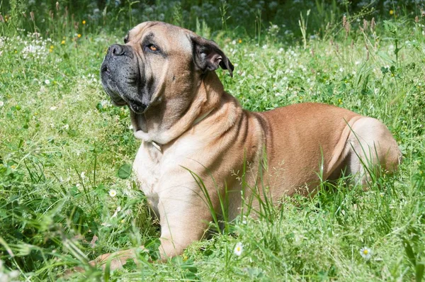 Yeşil Çimenlerin Üzerinde Bullmastiff Yan Görünüm — Stok fotoğraf