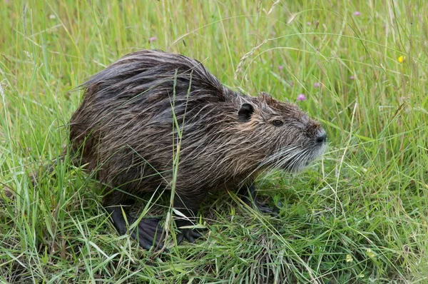 Side View Nutria Green Long Grass — Stock Photo, Image