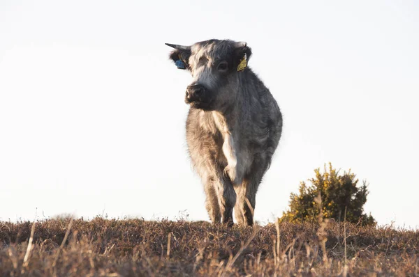 Front View Cow Pasture Clear Sky — Stock Photo, Image