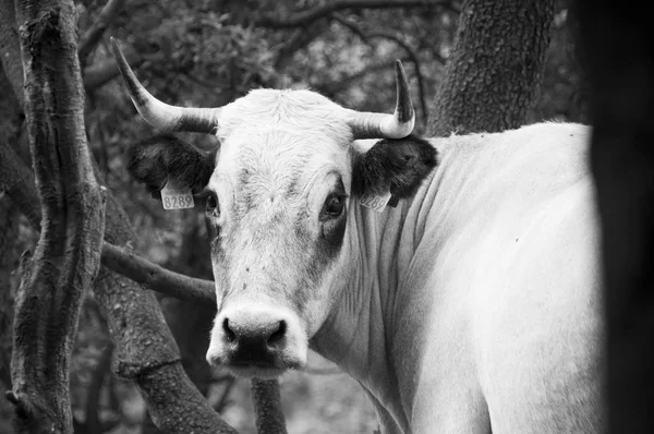 Vista Lateral Del Pastoreo Vacas Corral Blanco Negro — Foto de Stock