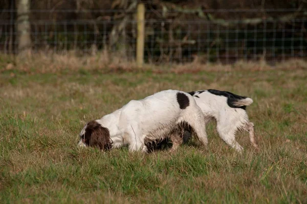 Two English Springer Spaniels Green Field — Stock Photo, Image