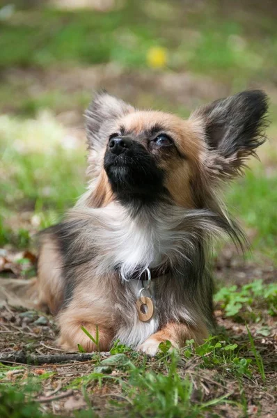 Front View Chihuahua Green Field — Stock Photo, Image