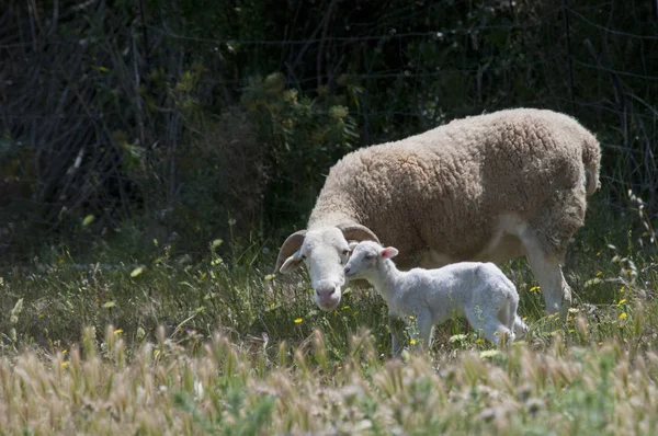 Odległy Widok Dwóch Owiec Kwitnących Traw Pole — Zdjęcie stockowe