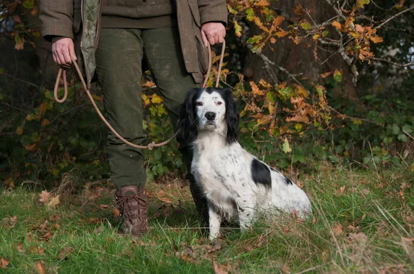 Inglês Springer Spaniel Caçador Campo — Fotografia de Stock