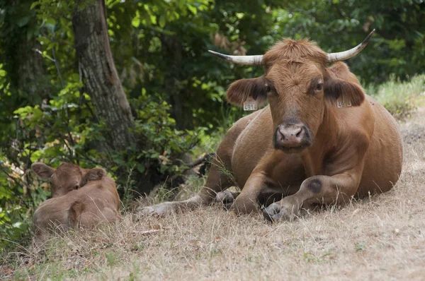 Odległy Widok Krowy Pastwisku Trawy — Zdjęcie stockowe