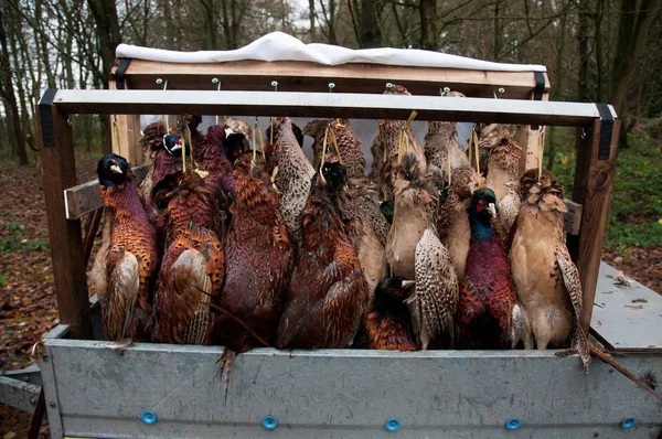 Pheasants Partridges Cargo Trailer — Stock Photo, Image