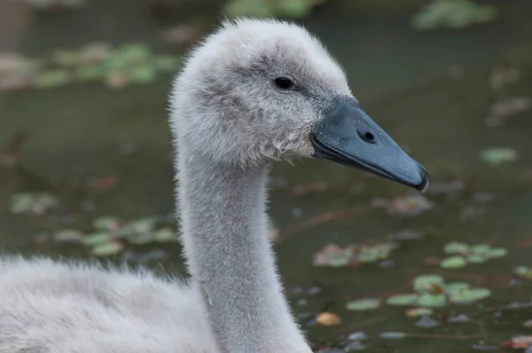 Vue Latérale Rapprochée Jeune Cygne Dans Étang — Photo