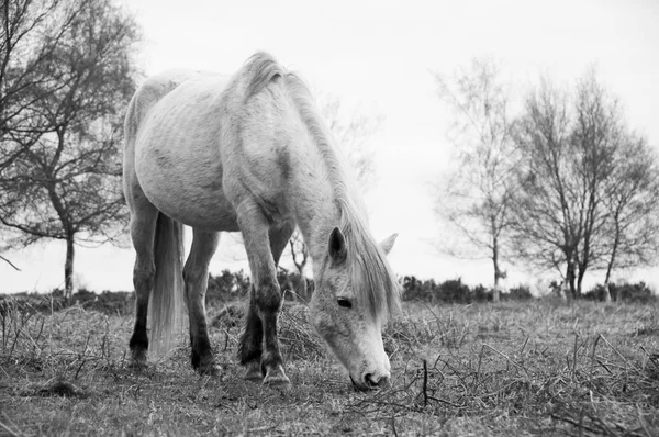 白色马在干燥的草领域反对树 — 图库照片