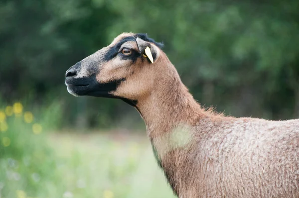 Side View Brown Sheep Outdoors — Stock Photo, Image
