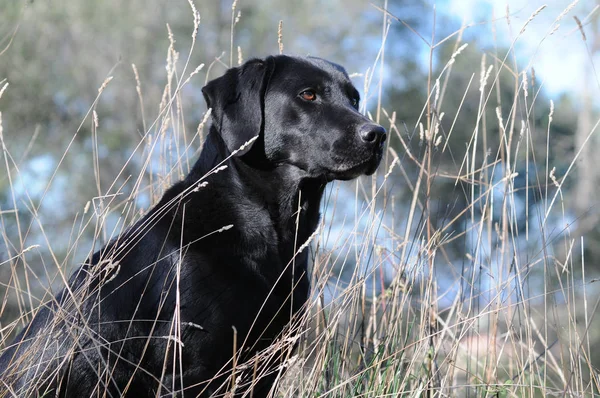 Side View Black Labrador Retriever Dry Grass — Stock Photo, Image
