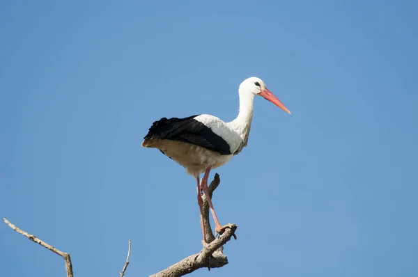 Tiefansicht Von Weißstorch Auf Ast Vor Klarem Himmel — Stockfoto