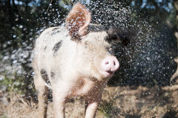 Pig Being Sprayed Water Farm Yard — Stock Photo, Image