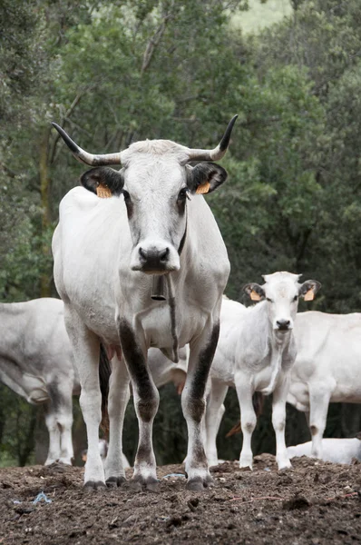 Front View Cows Herd Grazing Farmyard — Stock Photo, Image