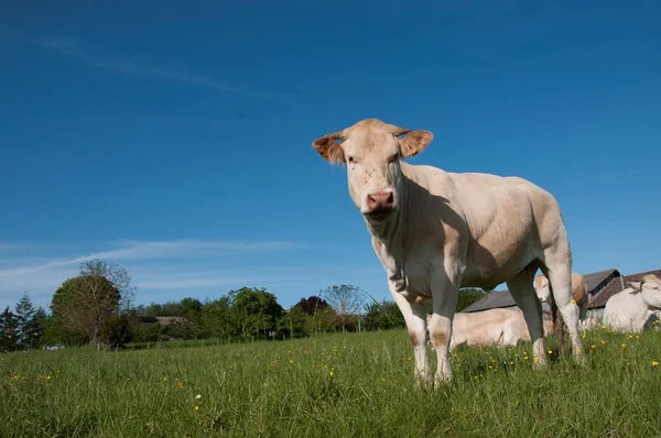 Vue Angle Bas Pâturage Des Vaches Dans Herbe Dense — Photo