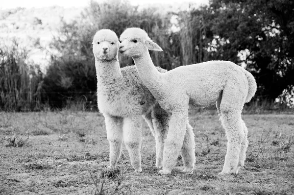 Vedere Îndepărtată Două Lamas Gazon Alb Negru — Fotografie, imagine de stoc