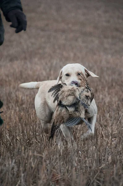 Golden Retriever Mit Wild Maul Freien Auf Trockenem Rasenfeld — Stockfoto